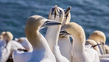 匈牙利大获全胜，提前确保小组第一