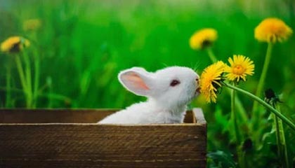 匈牙利大获全胜，提前确保小组第一